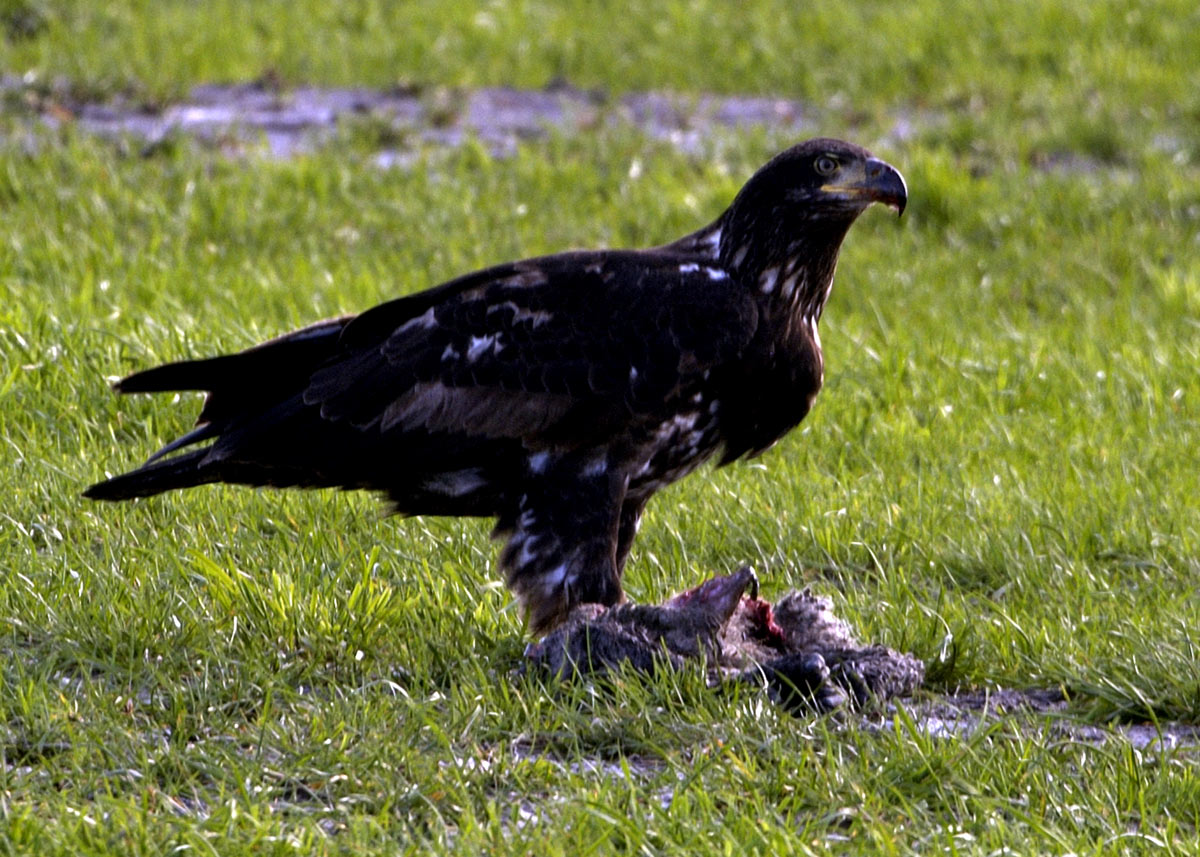 Juvenile  Bald Eagle I