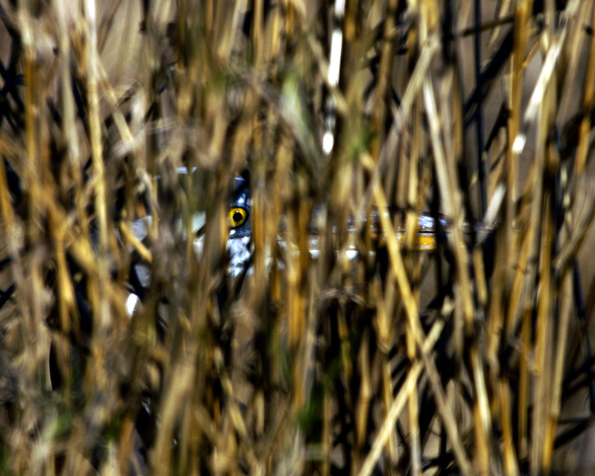 Sneak in the Grass