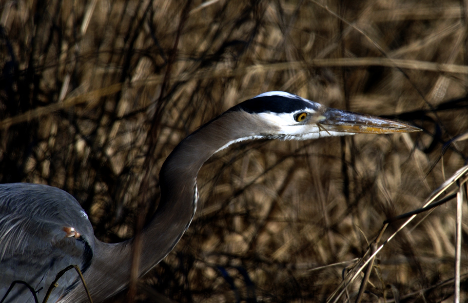 Young Stalking Heron