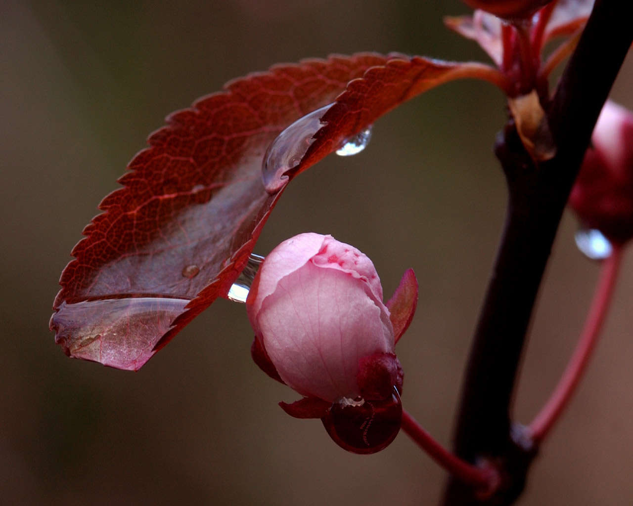 Reflections of Spring