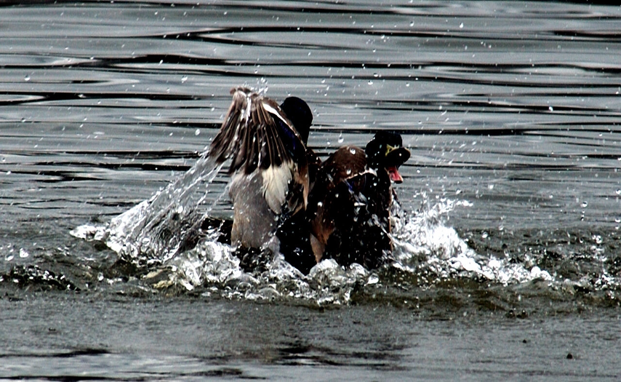 Dueling Drakes