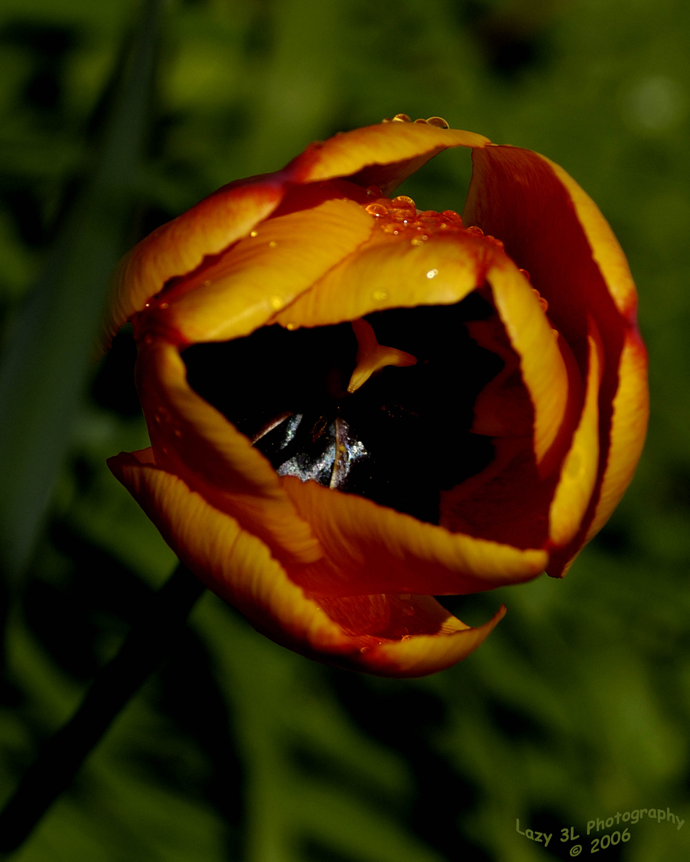 Spring Showers