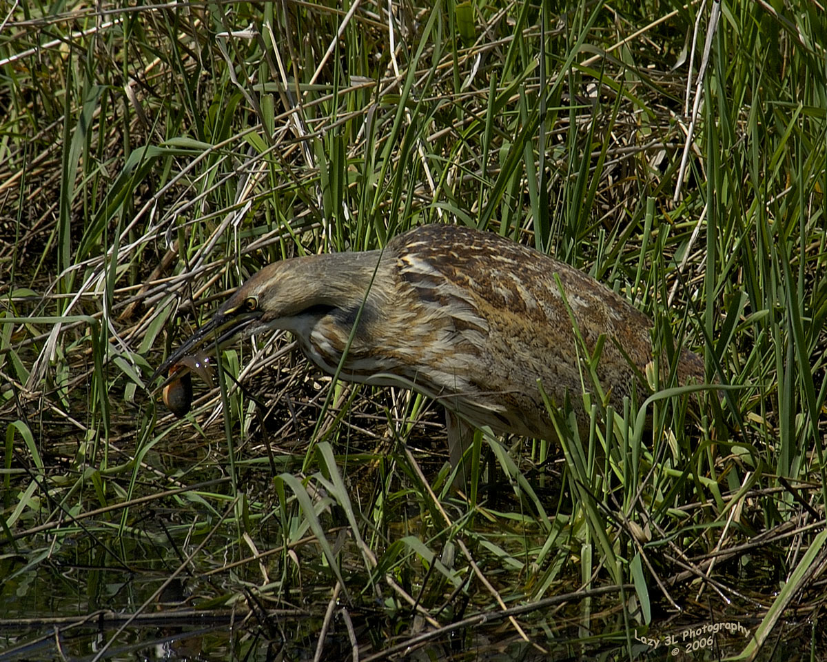 American Bittern I