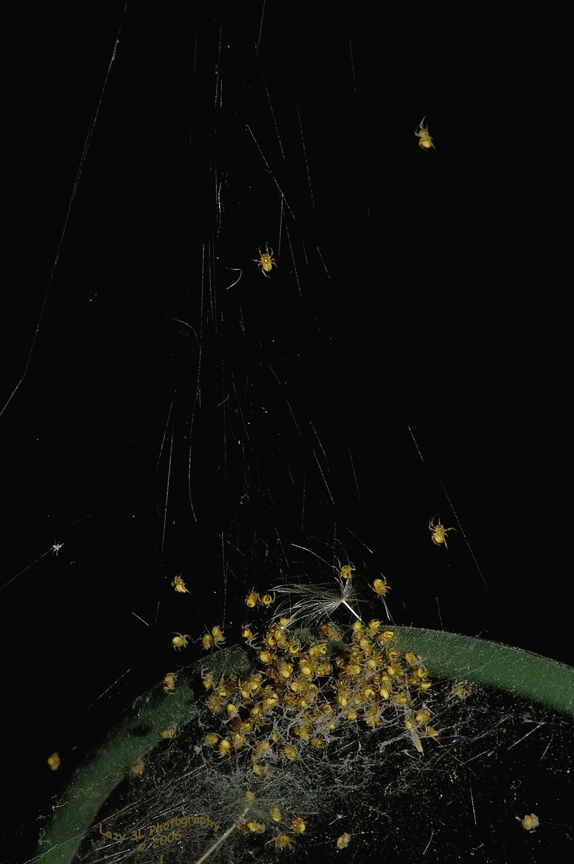 Red Garden Spider Babies II