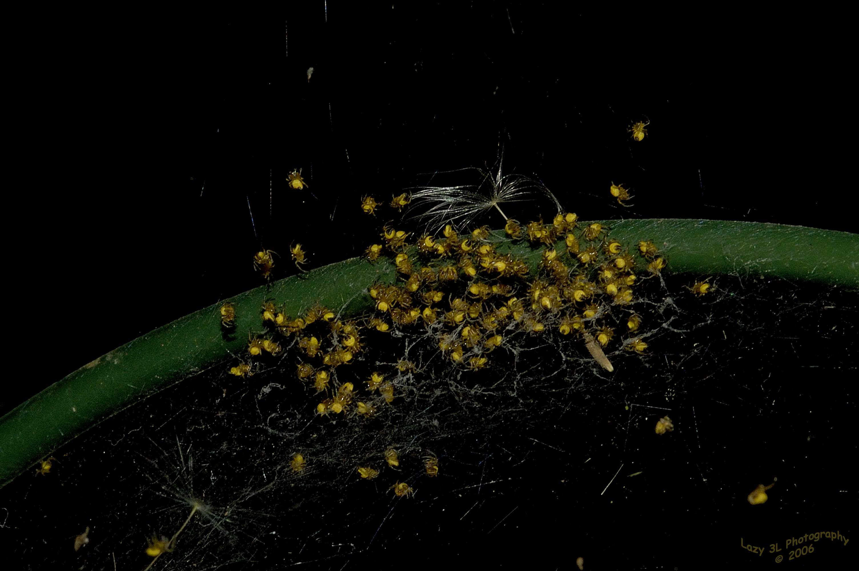 Red Garden Spider Babies I