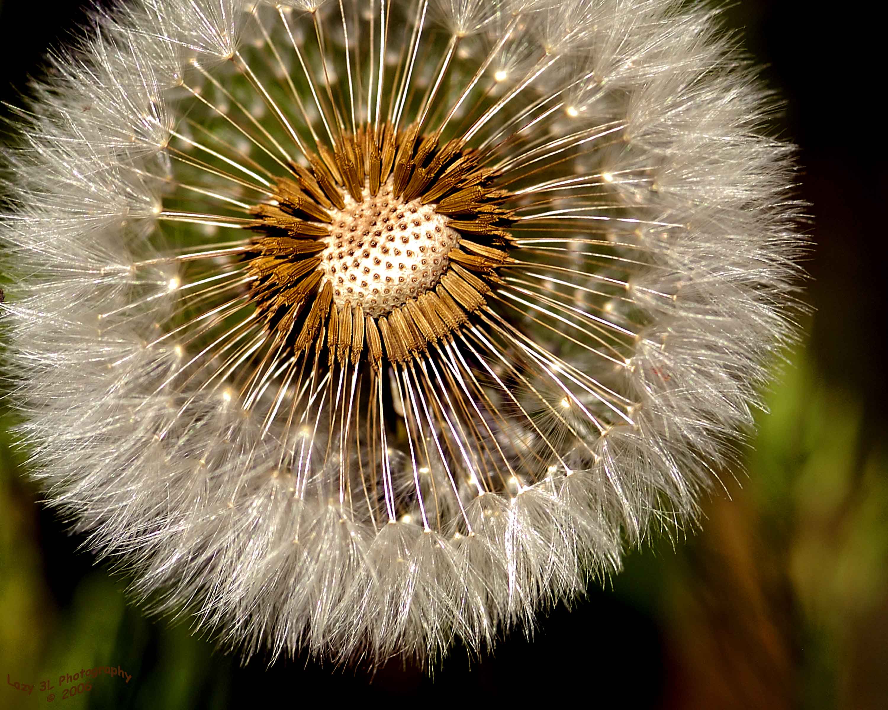 Incomplete Wish