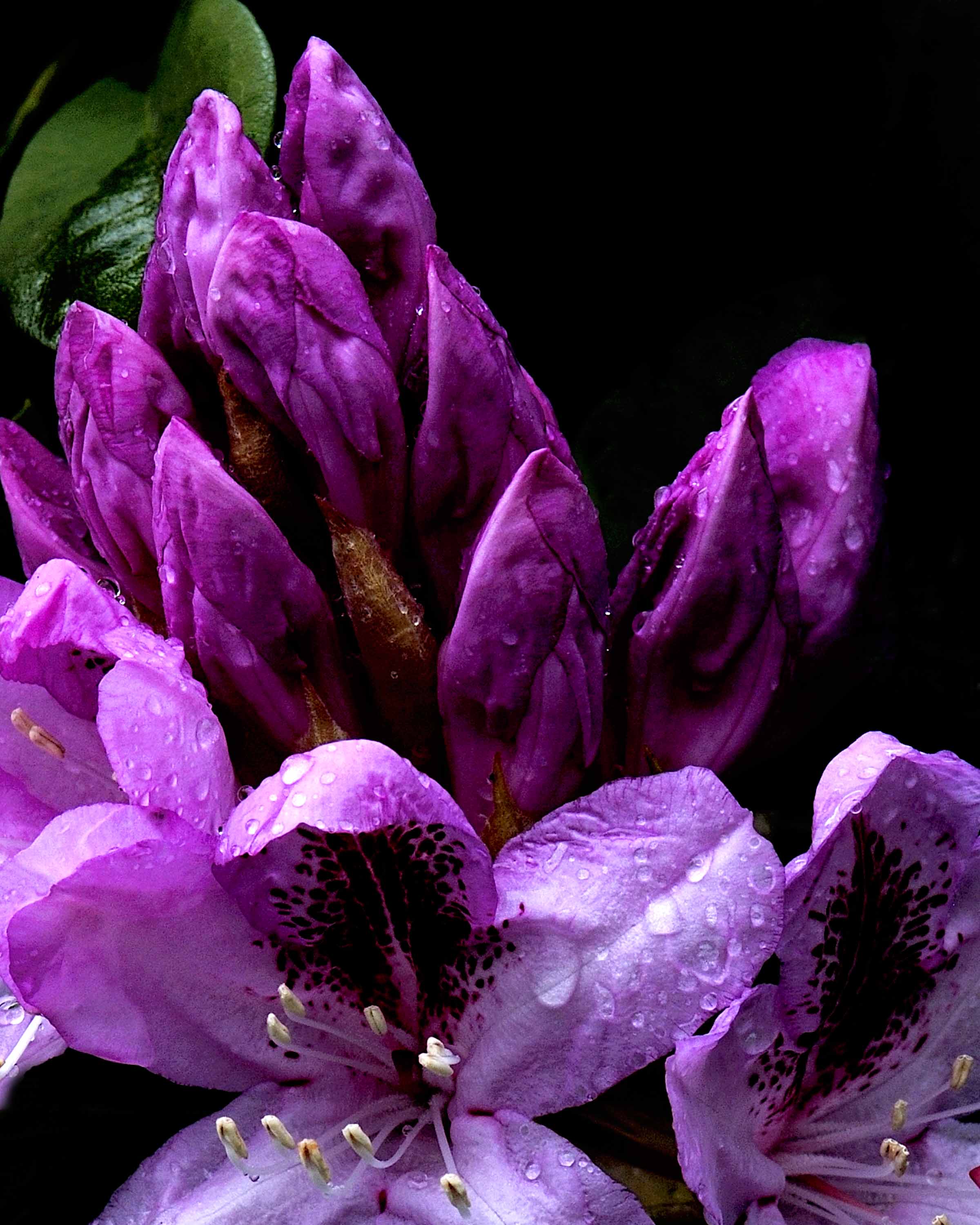 Rainy Rhodie