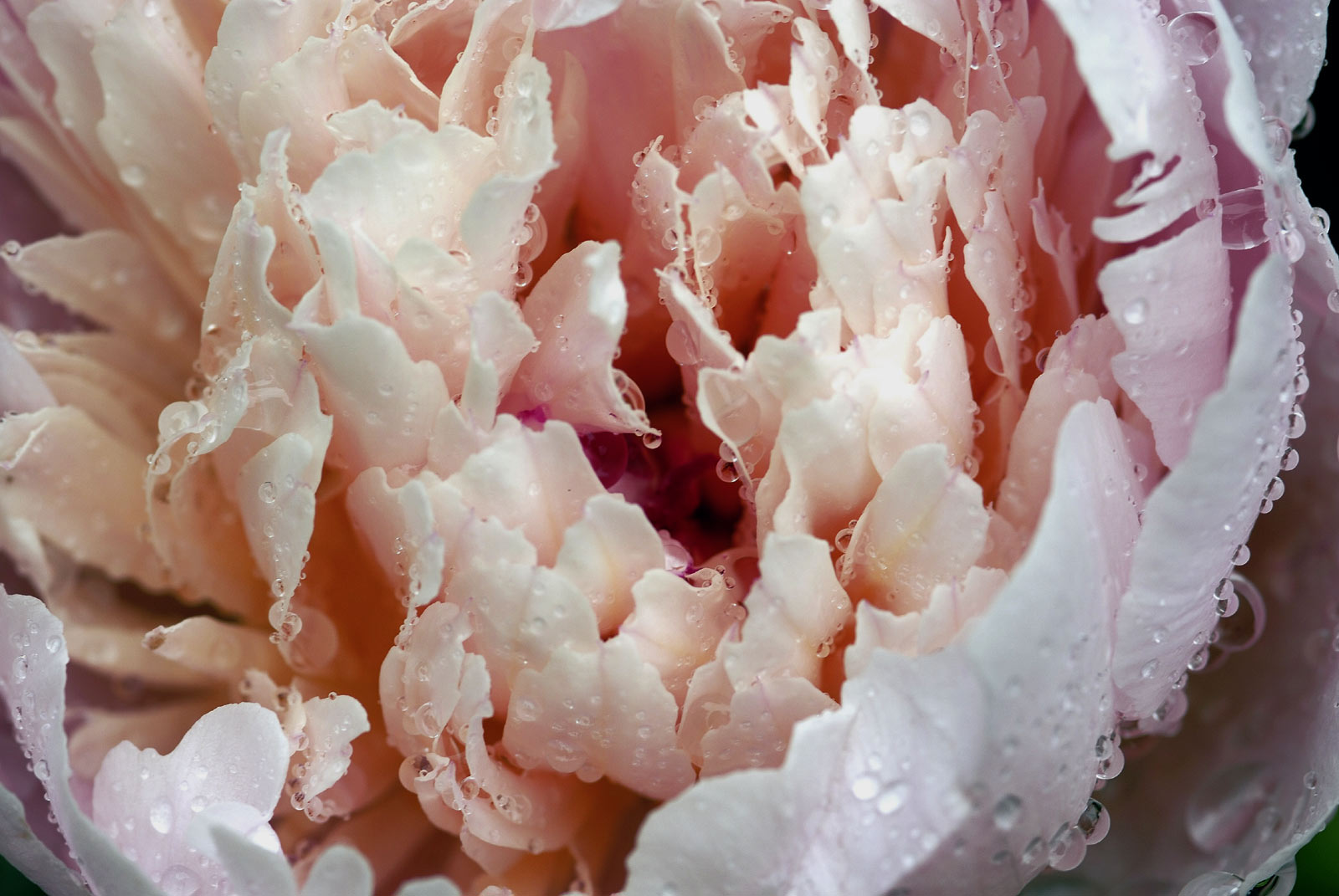 Drops on a Flower