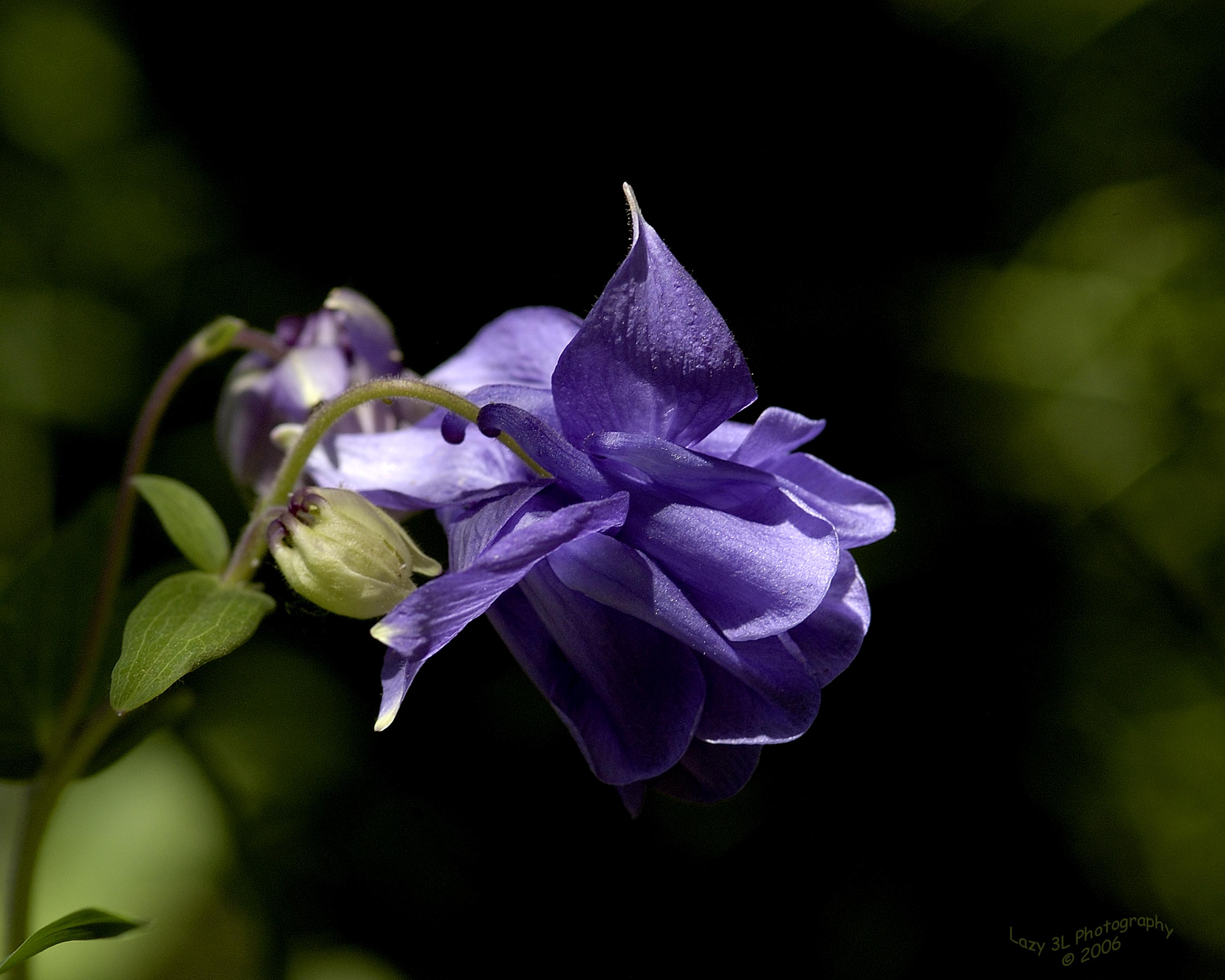 Woodland Beauty