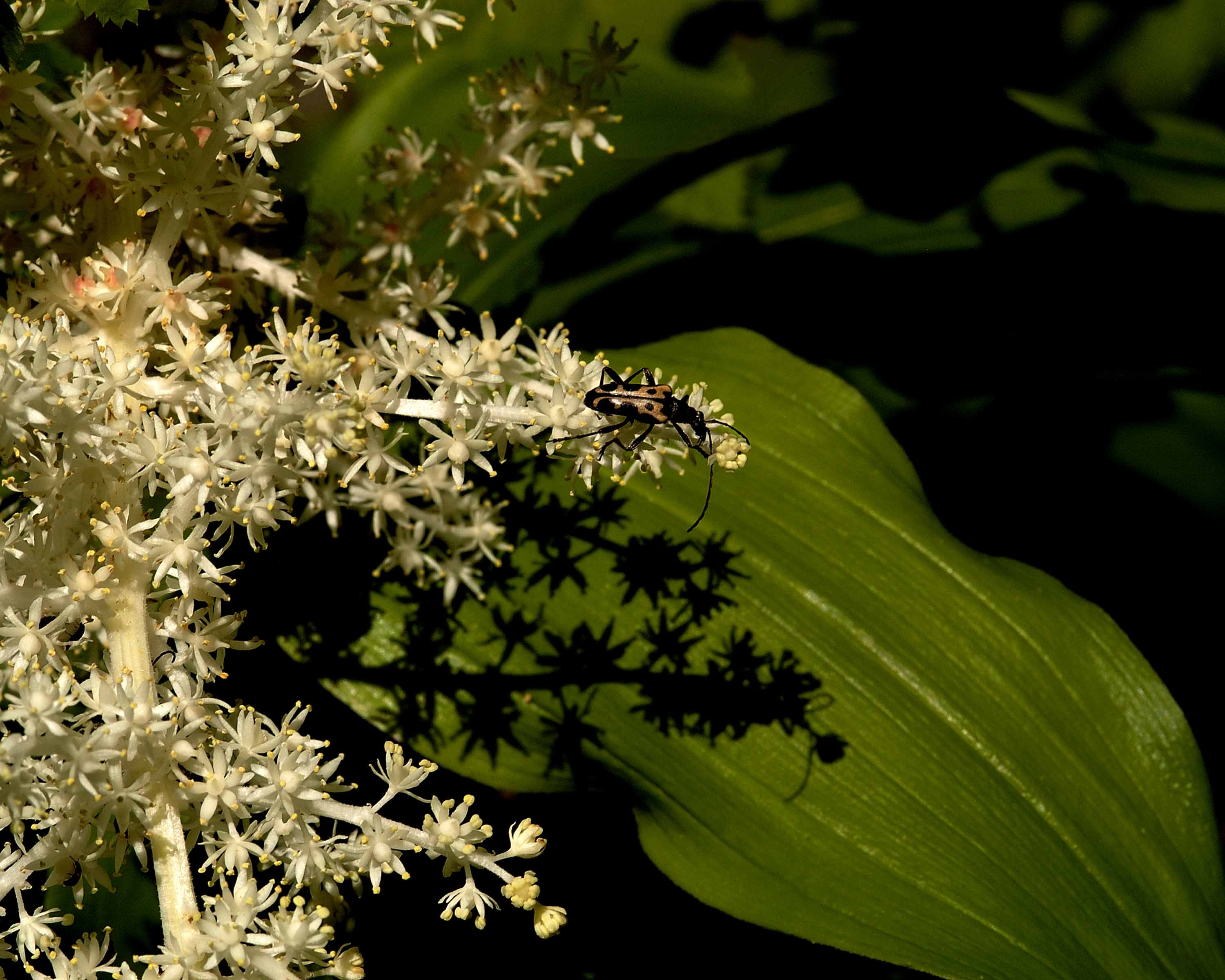 Coastal Wildflowers