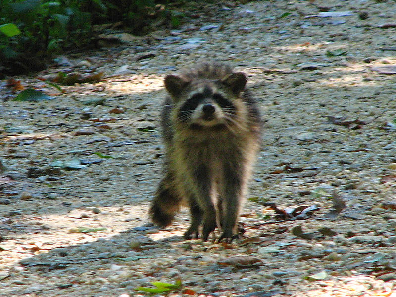 Racoon on Towpath