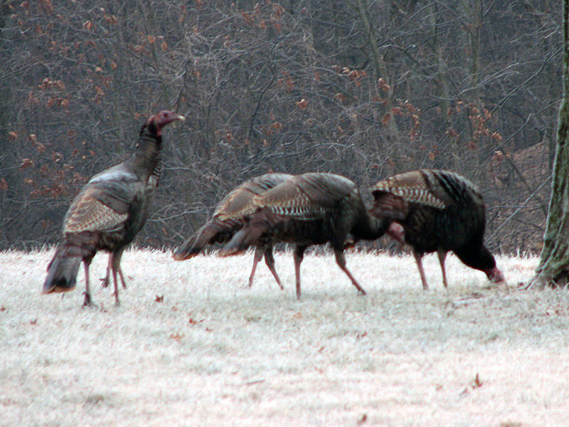 Wild Turkey at Fort Frederick