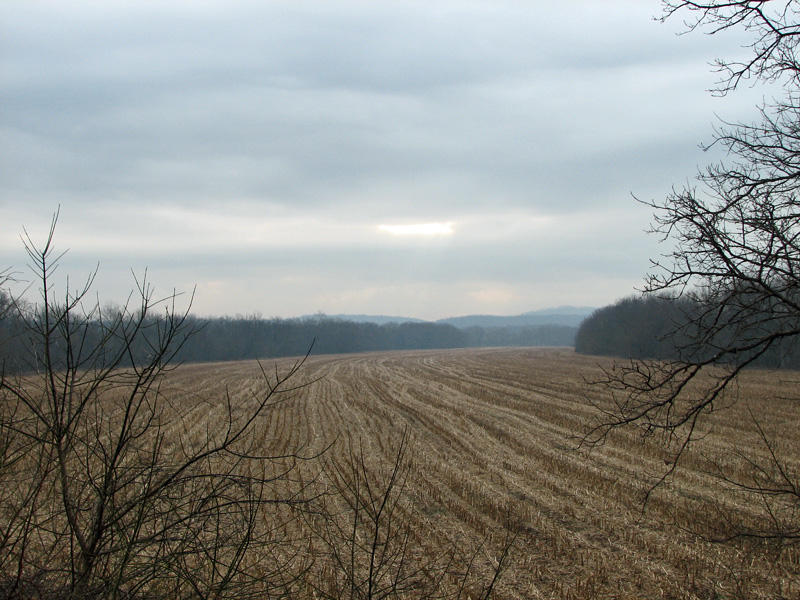 Fields from the railroad embankment