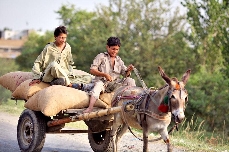 Children and donkey
