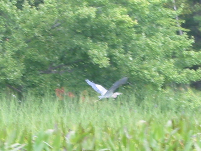 Heron at Manning Lake