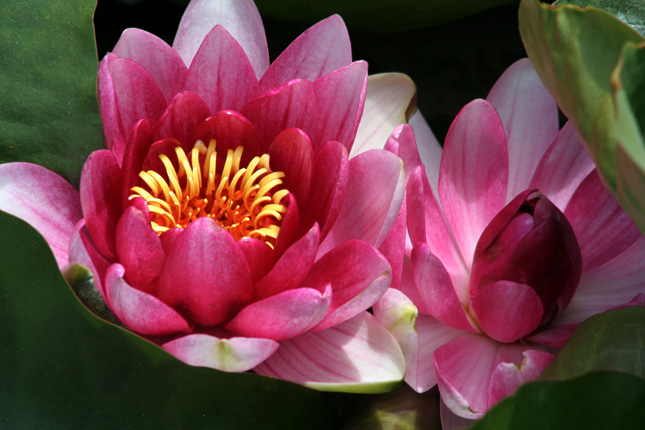 Water  Lilies