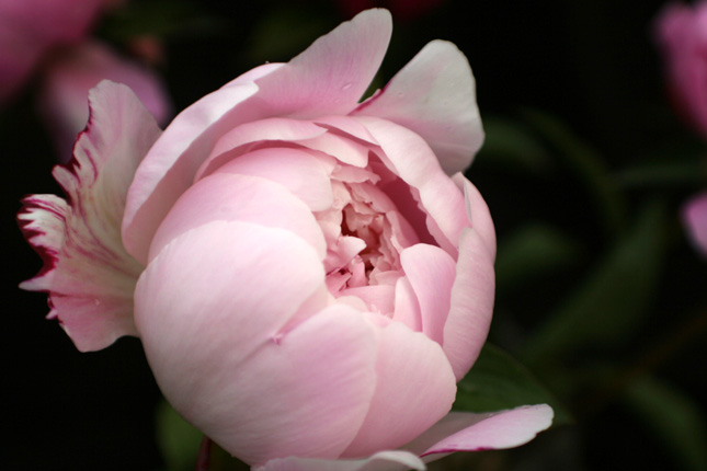 Peony