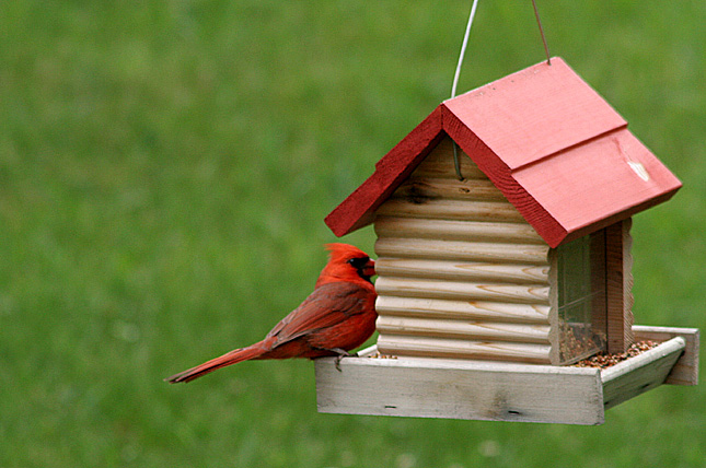 Red Cardinal