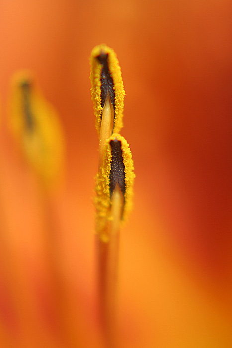 Lily