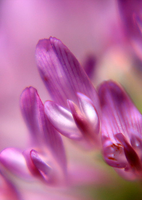 Red Clover