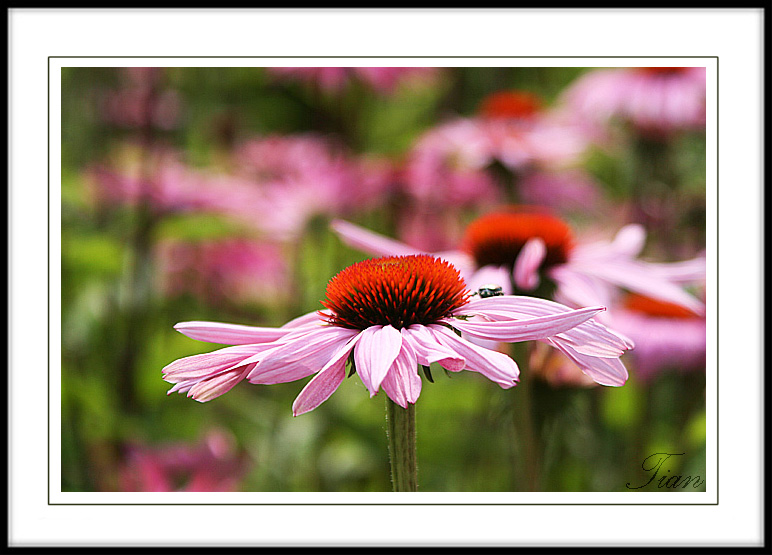 Pink Daisy