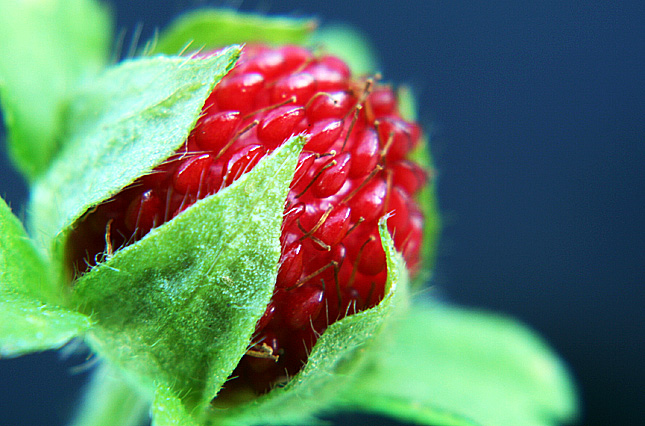 Weed Fruit