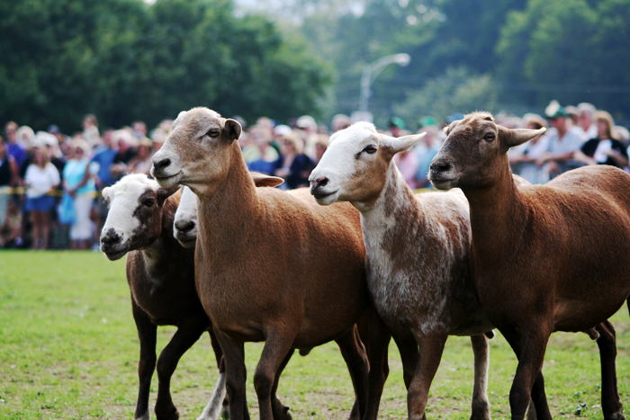 Sheepherding Demonstration at Grant Park