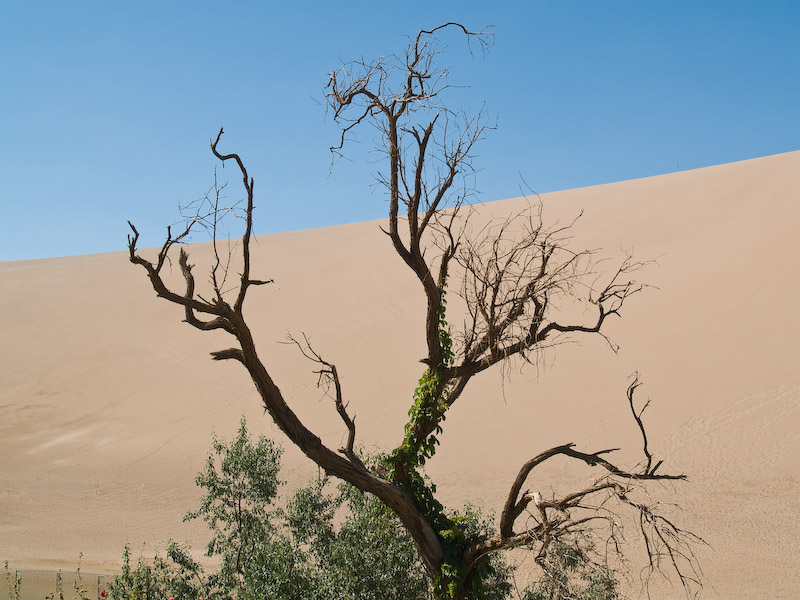 Dead Tree