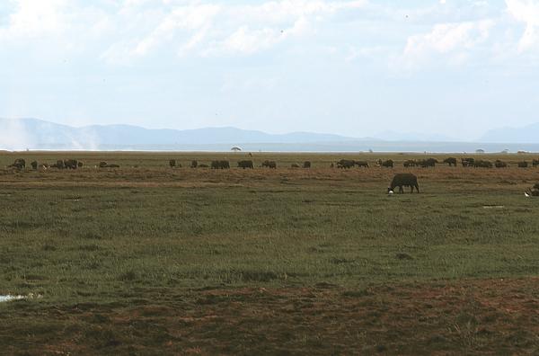 amboseli cape buffalo with dust devils