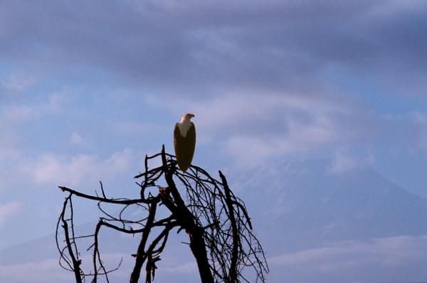 amboseli fish eagle in front of kilamangaro