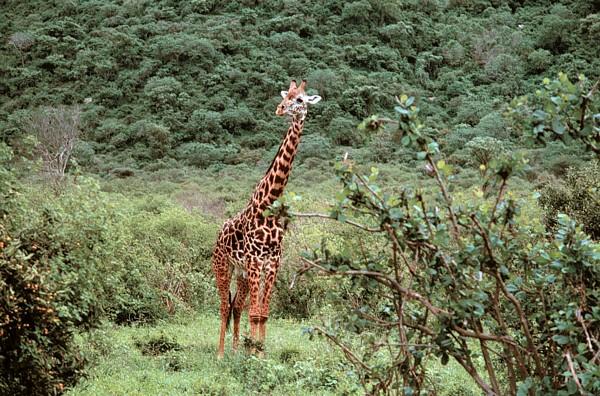 tsavo giraffe