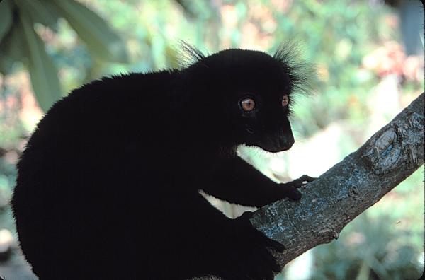 nosy komba village lemur black.