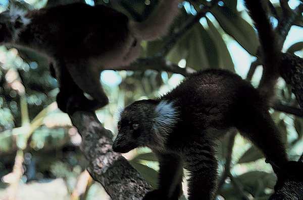 nosy komba village lemur brown