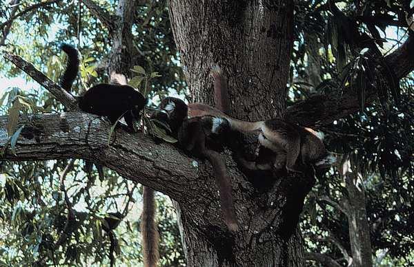 nosy komba village lemurs