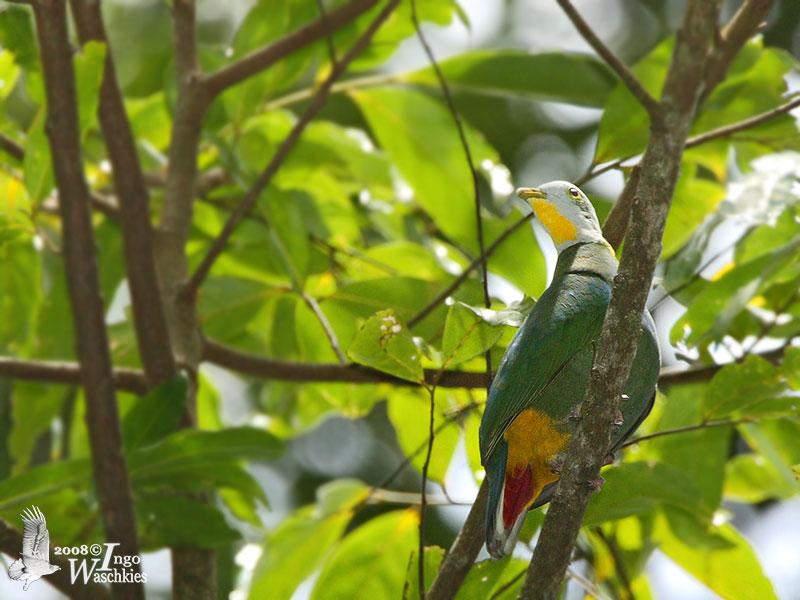 Male Black-naped Fruit Dove