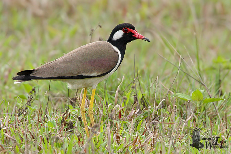 Adult Red-wattled Lapwing