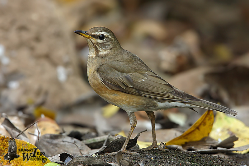 Immature female Eyebrowed Thrush