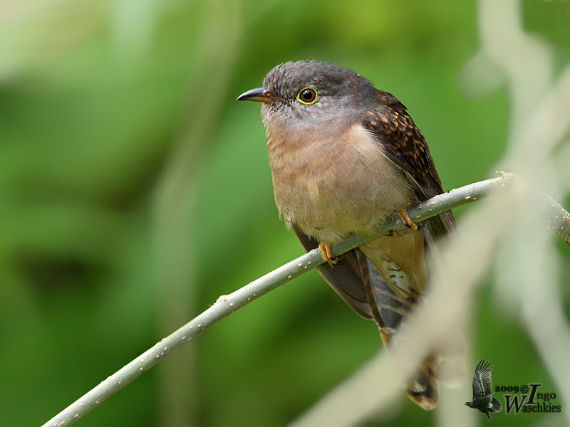 Immature male Rusty-breasted Cuckoo (ssp. sepulcralis)