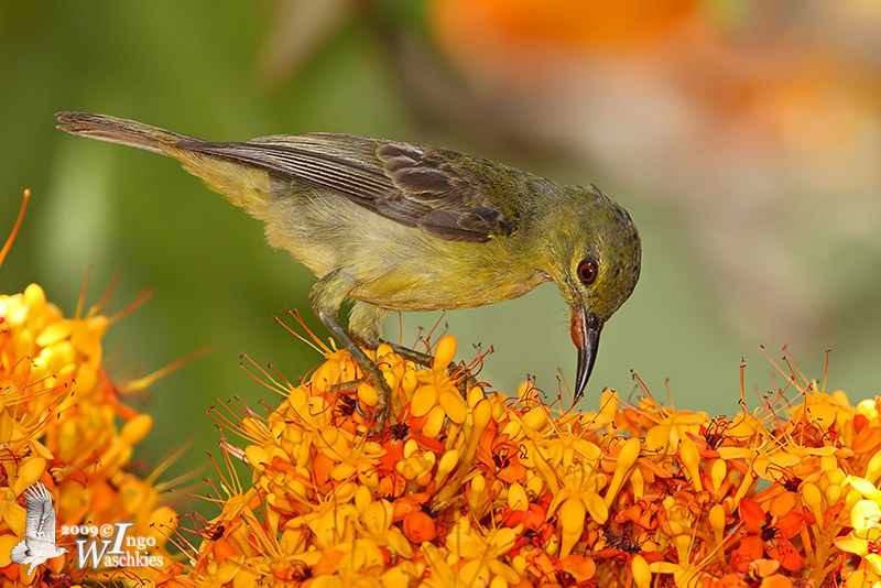 Female or immature Brown-throated Sunbird (ssp. malacensis)