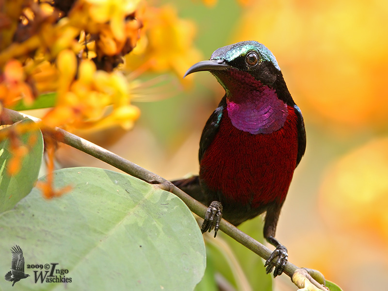 Adult male Purple-throated Sunbird (ssp. brasiliana)