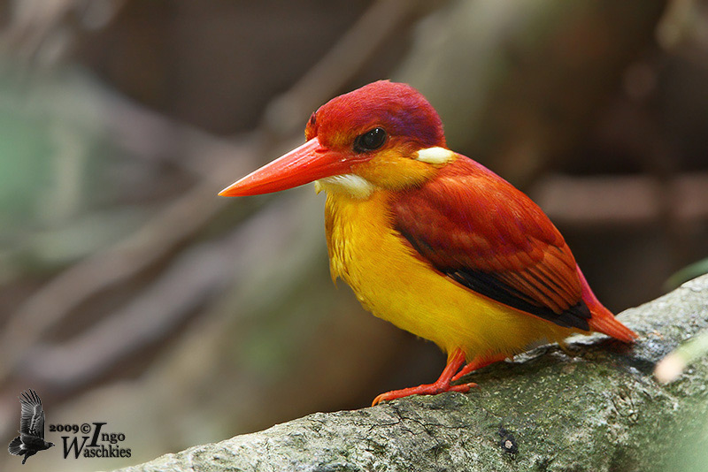 Adult Rufous-backed Kingfisher
