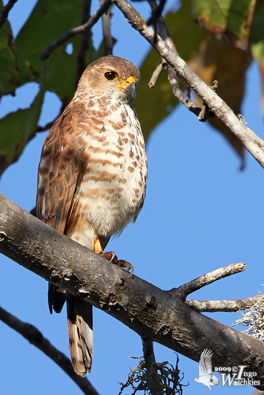 Immature Variable Goshawk (ssp. sylvestris)