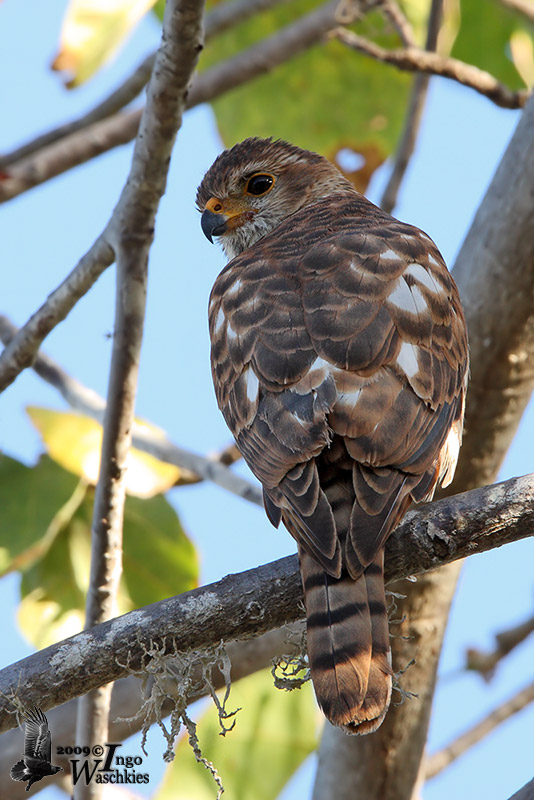 Immature Variable Goshawk (ssp. sylvestris)