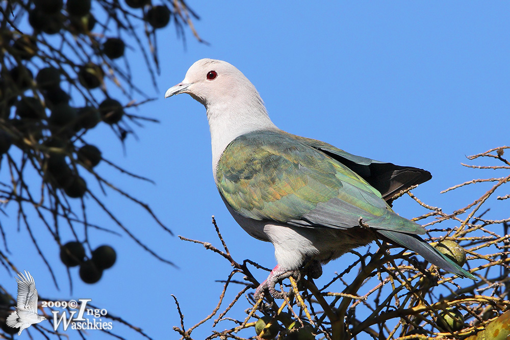 Adult Green Imperial Pigeon