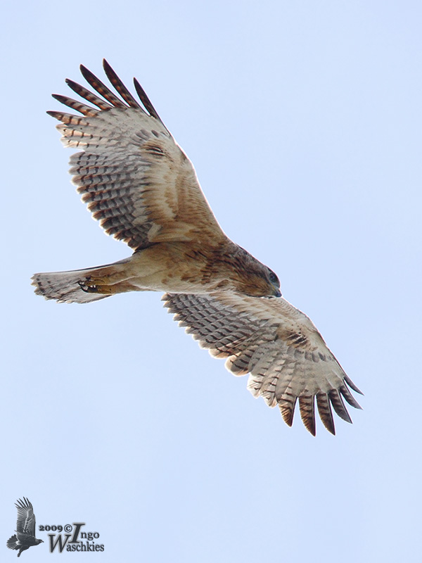 Immature Bonellis Eagle (ssp. renschi)