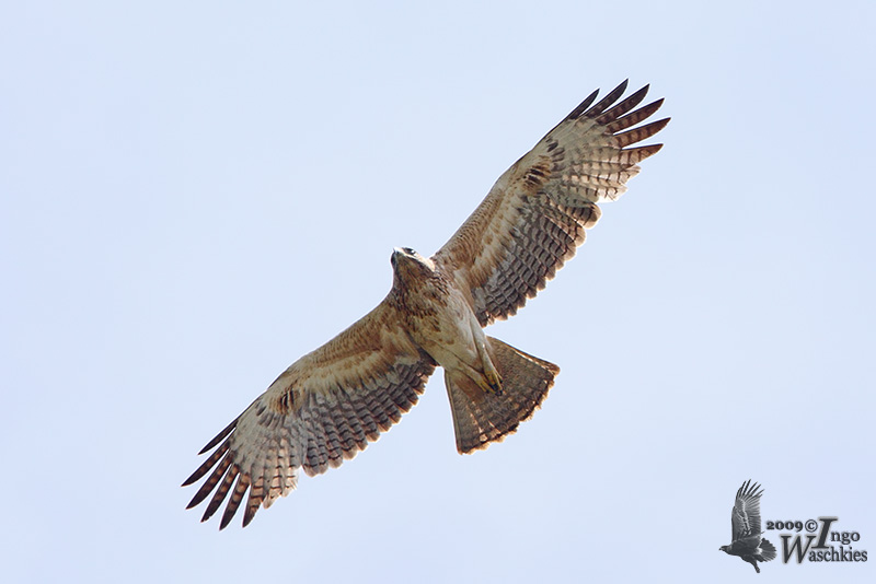 Immature Bonellis Eagle (ssp. renschi)