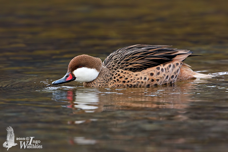 Adult White-cheeked Pintail