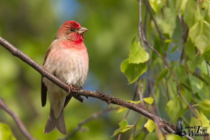 Adult male Common Rosefinch