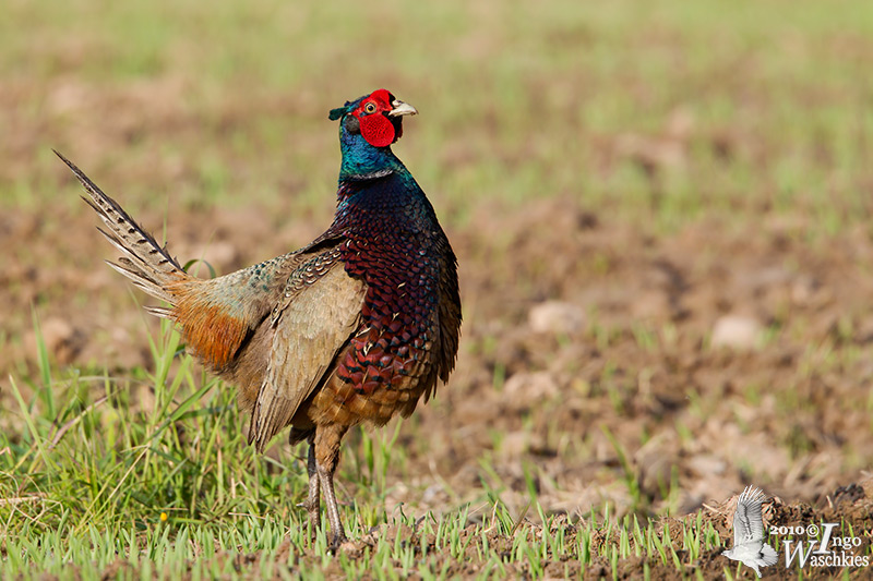 Adult male Common Pheasant