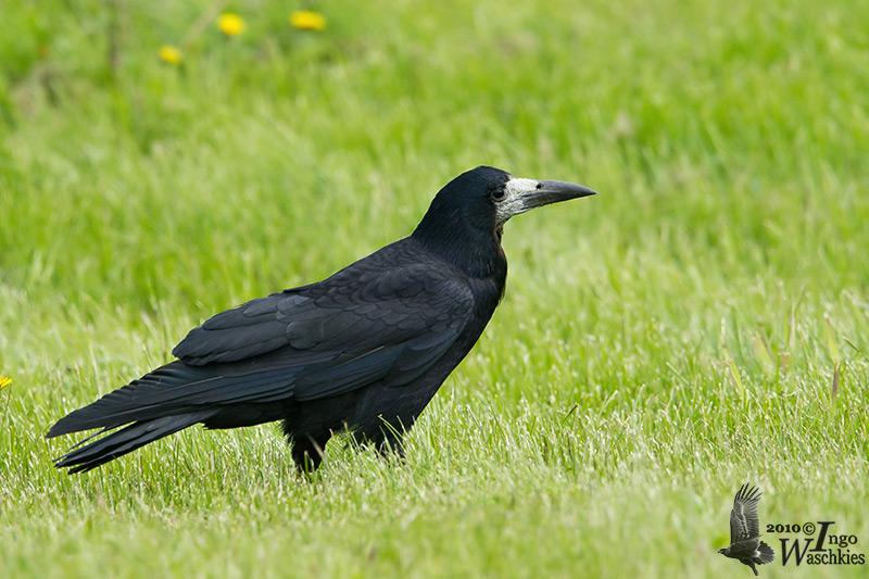 Adult Rook